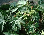 Клещевина Клещевина обыкновенная — Ricinus communis.