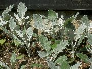 Крестовник приморский (Цинерария приморская) Крестовник приморский - Senecio cineraria
