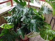 Монстера Монстера деликатесная - Monstera deliciosa