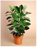 Фикус Фикус - Ficus