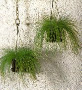Камыш Isolepis cernua, Scirpus cernuus