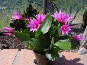 розе Затворени погони Пијанице Дреам (Hatiora) фотографија