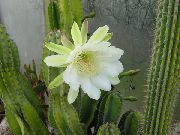 bijela Sobne biljke Peruanski Jabuka (Cereus) foto