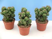 bán Plandaí faoi dhíon Úll Peruvian (Cereus) grianghraf