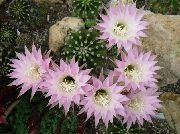 rosa Plantas de interior Cardo Mundo, Cactus De La Antorcha (Echinopsis) foto