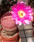 rosa Krukväxter Igelkott Kaktus, Spets Kaktus, Regnbåge Kaktus (Echinocereus) foto