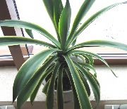 weiß  Pflanzen Amerikanische Jahrhundert, Pita, Gespickt Aloe (Agave) foto