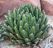 biela Izbové Rastliny American Storočia Závod, Pita, Špicatý Aloe (Agave) fotografie