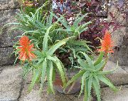 Aloe rauður Planta