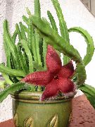 rood  Aas Plant, Zeester Bloem, Zeester Cactus (Stapelia) foto
