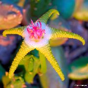 geel  Aas Plant, Zeester Bloem, Zeester Cactus (Stapelia) foto