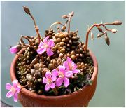 Anacampseros rožinis augalas