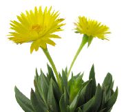 žlutý Pokojové rostliny Bergeranthus Schwant  fotografie
