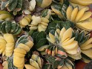 Гастерия Gasteria gracilis