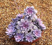 Граптопеталум Граптопеталум - Graptopetalum