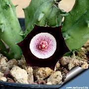 Huernia claret Plant