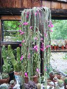 粉红色 室内植物 鼠尾仙人掌 (Aporocactus) 照片
