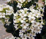 Kalankė baltas augalas