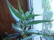�������� (��������)  �������� ���������  - Kalanchoe daigremontiana 