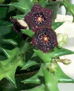 mor Kapalı bitkiler Leş Çiçekler (Caralluma, Orbea) fotoğraf