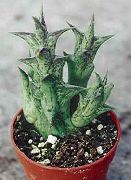 Караллума (Орбея) Caralluma hesperidium