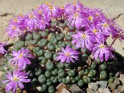 紫丁香 室内植物 锥厂 (Conophytum) 照片