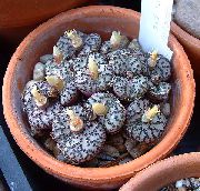 ყვითელი  Cone ქარხანა (Conophytum) ფოტო