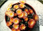 оранжев Стайни растения Конус За Растителна (Conophytum) снимка