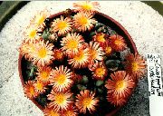 Conophytums апельсин Өсімдіктер