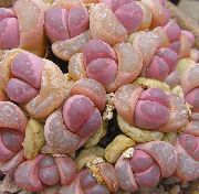 Литопсы (Живые камни) Литопсы - Lithops