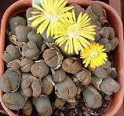 жовтий Домашні рослини Літопси (Живі Камені) (Lithops) фото