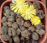 Литопсы (Живые камни) Lithops localis v.terricolor