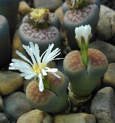 білий Домашні рослини Літопси (Живі Камені) (Lithops) фото