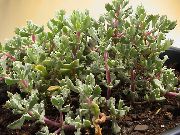 alyvinis Vidinis augalai Oscularia  nuotrauka