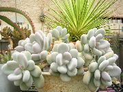 Pahifitum сары Өсімдіктер