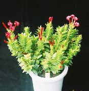 红 室内植物 Rochea  照片