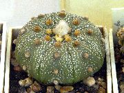sárga Szobanövények Astrophytum  fénykép