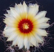 Astrophytum alb Plantă