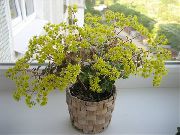 жовтий Домашні рослини Аїхрізон (Дерево Любові) (Aichryson) фото