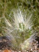 Аустроцилиндропунция Аустроцилиндропунция — Austrocylindropuntia lagopus
