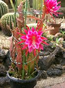 Rem Kaktus, Orkidé Kaktus pink Plante