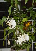 branco Plantas de interior Strap Cactus, Orchid Cactus (Epiphyllum) foto