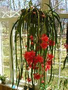 vermelho Plantas de interior Strap Cactus, Orchid Cactus (Epiphyllum) foto