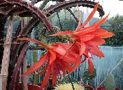 Saule Kaktuss sarkans Augs
