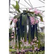 рожевий Домашні рослини Геліоцереус (Heliocereus) фото