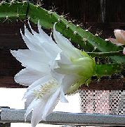 бял Стайни растения Слънце Кактус (Heliocereus) снимка