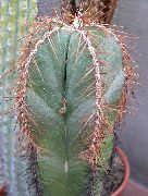 бял Стайни растения Lemaireocereus  снимка