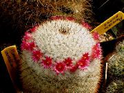 Vieux Cactus Dame, Mammillaria rouge Plante