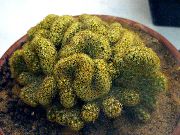 buí Plandaí faoi dhíon Sean-Bhean Cactus, Mammillaria  grianghraf