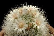 Стара Дама Кактус, Mammillaria бял Растение